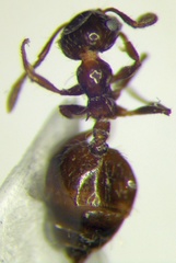Crematogaster sordidula