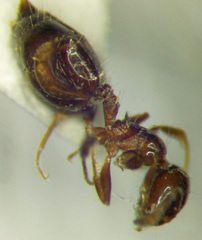 Crematogaster sordidula