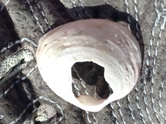 Semele rupicola
