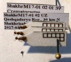 Crematogaster sordidula