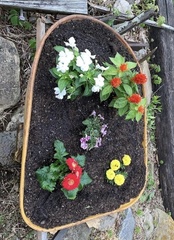 Celosia argentea plumosa