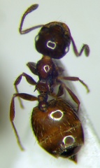 Crematogaster sordidula