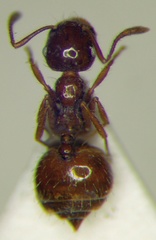 Crematogaster sordidula