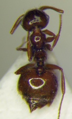 Crematogaster sordidula