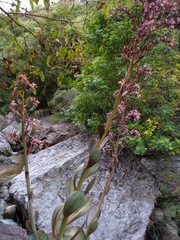 Gibbiflorae