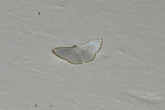 Leuciris