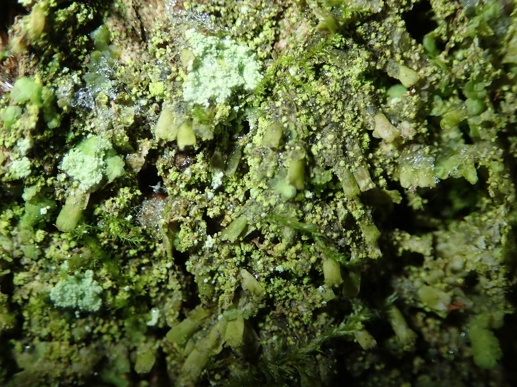 Normandina acroglypta