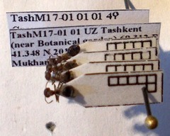 Crematogaster subdentata