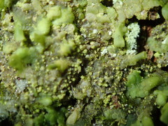 Normandina acroglypta