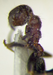 Crematogaster subdentata