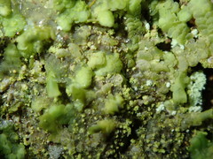 Normandina acroglypta