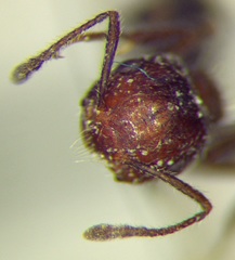 Crematogaster subdentata
