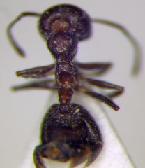 Crematogaster subdentata
