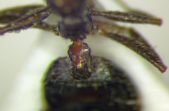Crematogaster subdentata