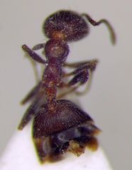 Crematogaster subdentata