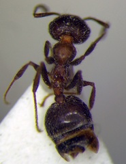 Crematogaster subdentata