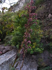 Gibbiflorae