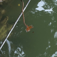 Brachythemis contaminata