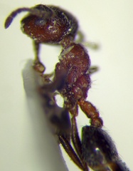 Crematogaster subdentata