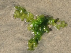 Ulva californica