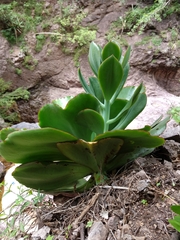Gibbiflorae