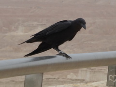 Corvus rhipidurus