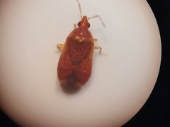 Cardiastethus fasciiventris