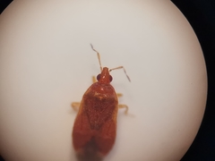 Cardiastethus fasciiventris