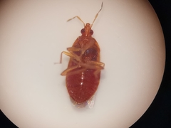 Cardiastethus fasciiventris