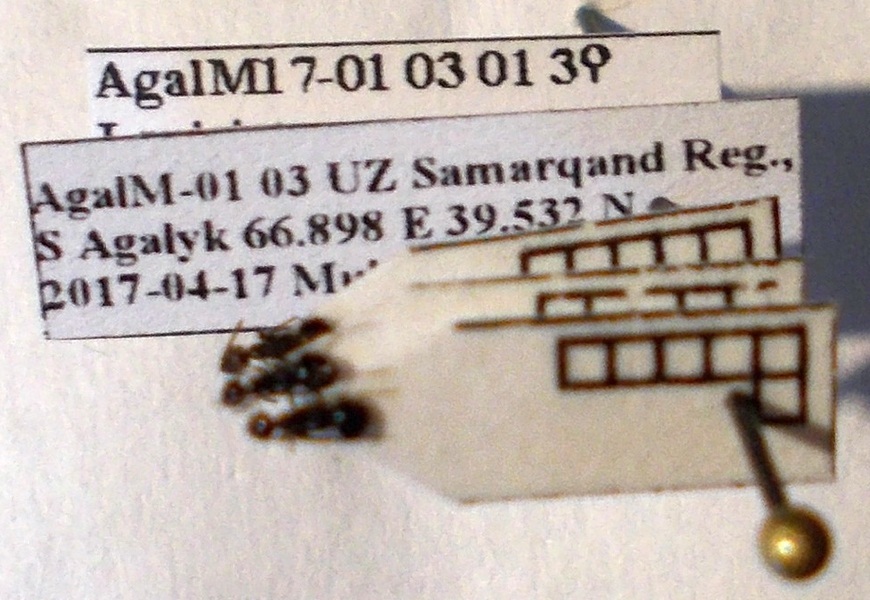 Lepisiota semenovi