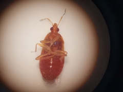 Cardiastethus fasciiventris