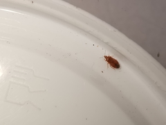 Cardiastethus fasciiventris