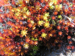 Imbribryum alpinum