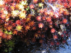 Imbribryum alpinum