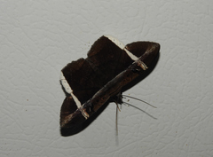 Hemeroblemma mexicana