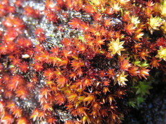 Imbribryum alpinum
