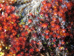 Imbribryum alpinum