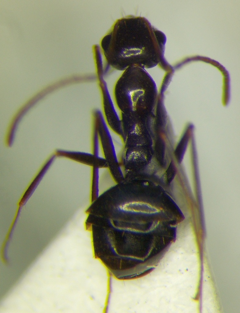 Lepisiota semenovi