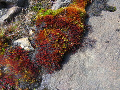Imbribryum alpinum