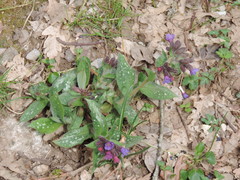Pulmonaria hirta
