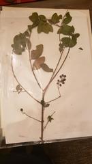 Magnoliopsida