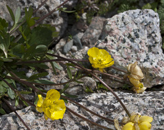 Ranunculus karelinii