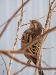 Passer domesticus