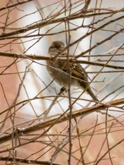 Passer domesticus