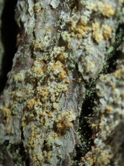 Chaenotheca ferruginea