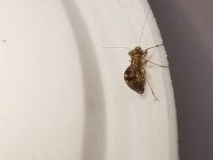 Mesopsocus immunis