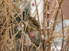 Passer domesticus