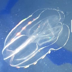 Bolinopsis microptera