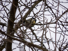 Parus major