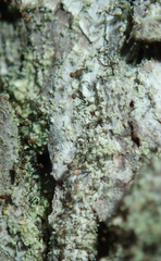 Chaenotheca trichialis